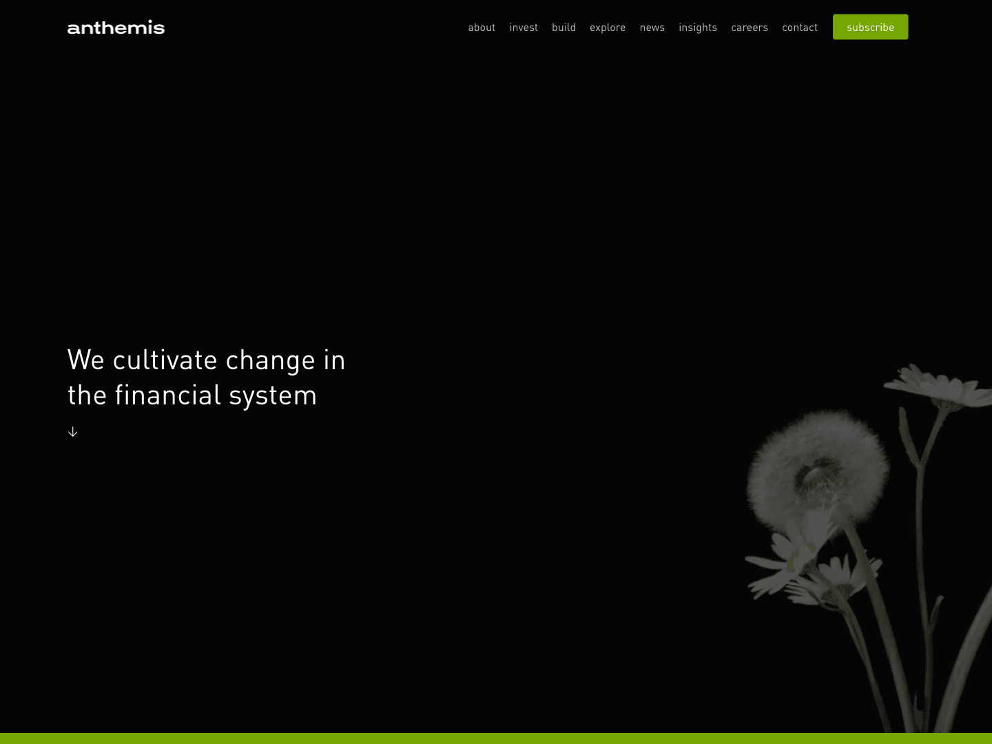 Anthemis